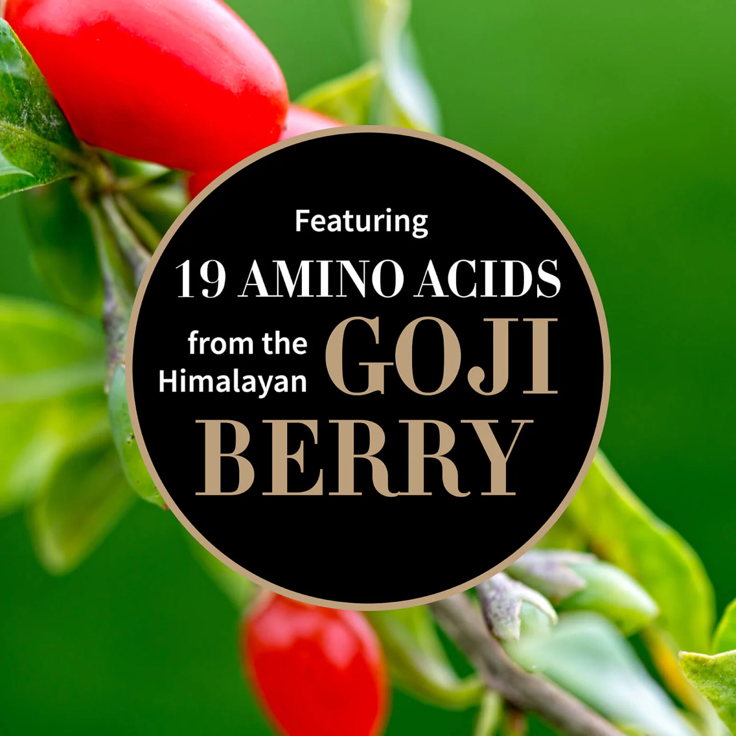 Αντίποδες Antipodes Joyous Protein-Rich Night Replenish Serum 30ml 4 Αντίποδες Antipodes Joyous Protein-Rich Night Replenish Serum 30ml - Image 2