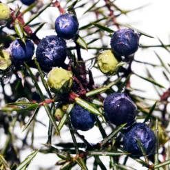 Davidoff Cool Water Wave Man Eau De Toilette 75ml -Cosmetic Products Store 11517858 1214658700462024