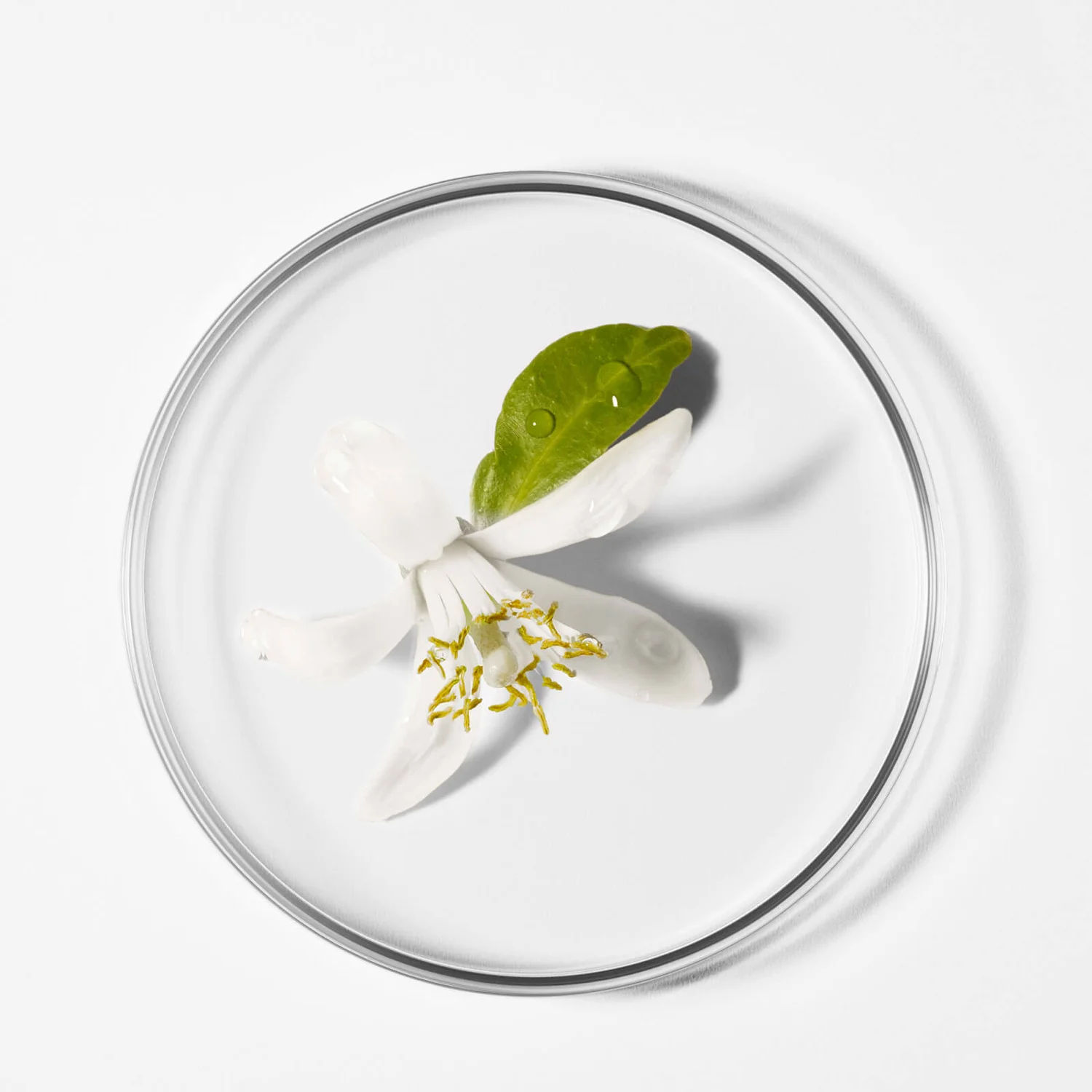 DECLÉOR Decléor Neroli Bigarade Hydrating Night Balm Overnight Solution To Nourish Skin 15ml 8 DECLÉOR Decléor Neroli Bigarade Hydrating Night Balm Overnight Solution To Nourish Skin 15ml - Image 6