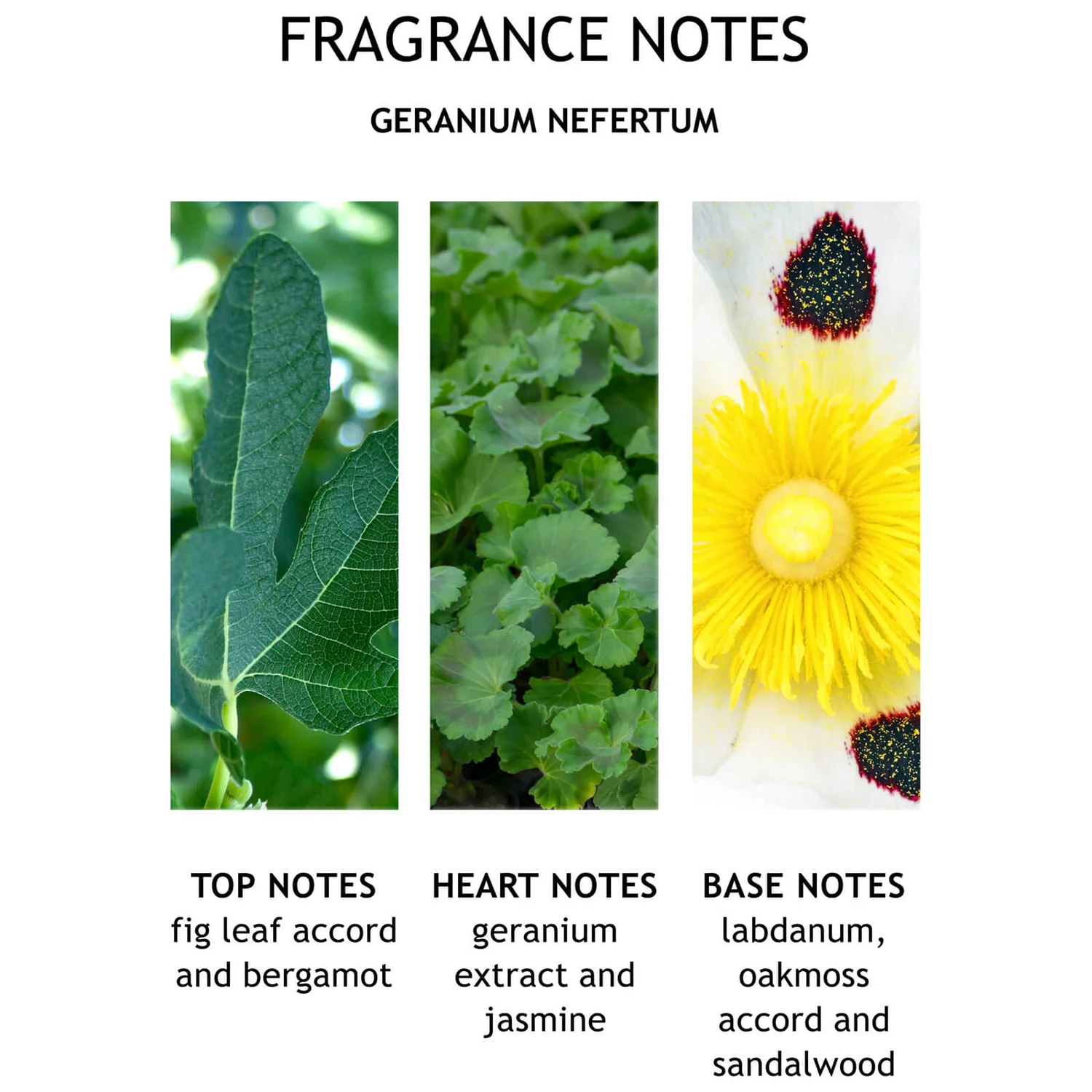 Molton Brown Geranium Nefertum Body Lotion 300ml 4 Molton Brown Geranium Nefertum Body Lotion 300ml - Image 2